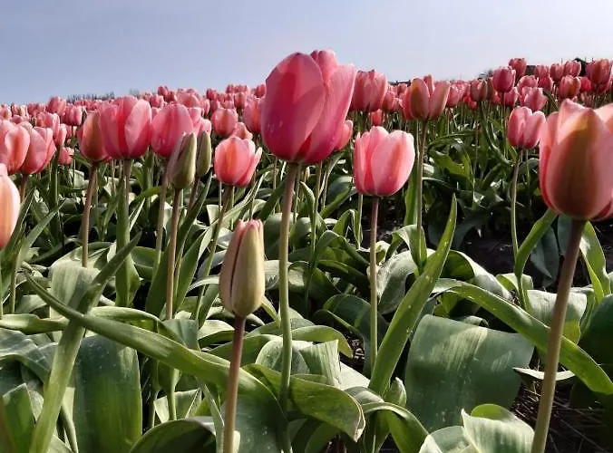 Groot Familiehuis Voor 6 Personen In Landelijke, Rustige Omgeving Hébergement de vacances